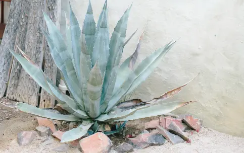 Horizontal plant